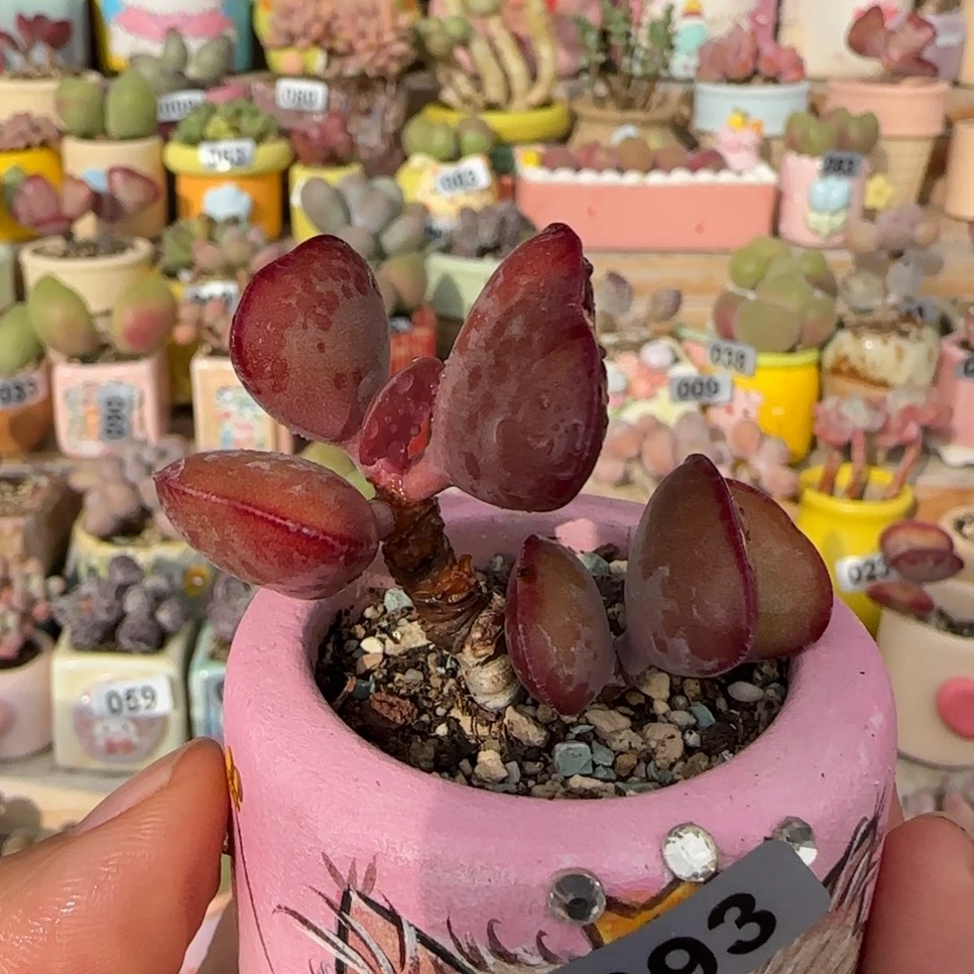 T爱心水泡盆口4cm