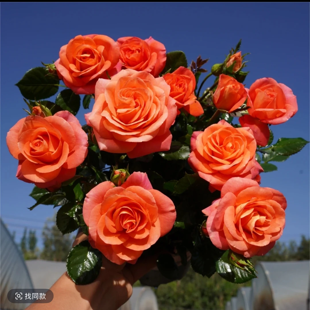 金牛座 嫁接树桩棒棒糖月季花大花多季节开花