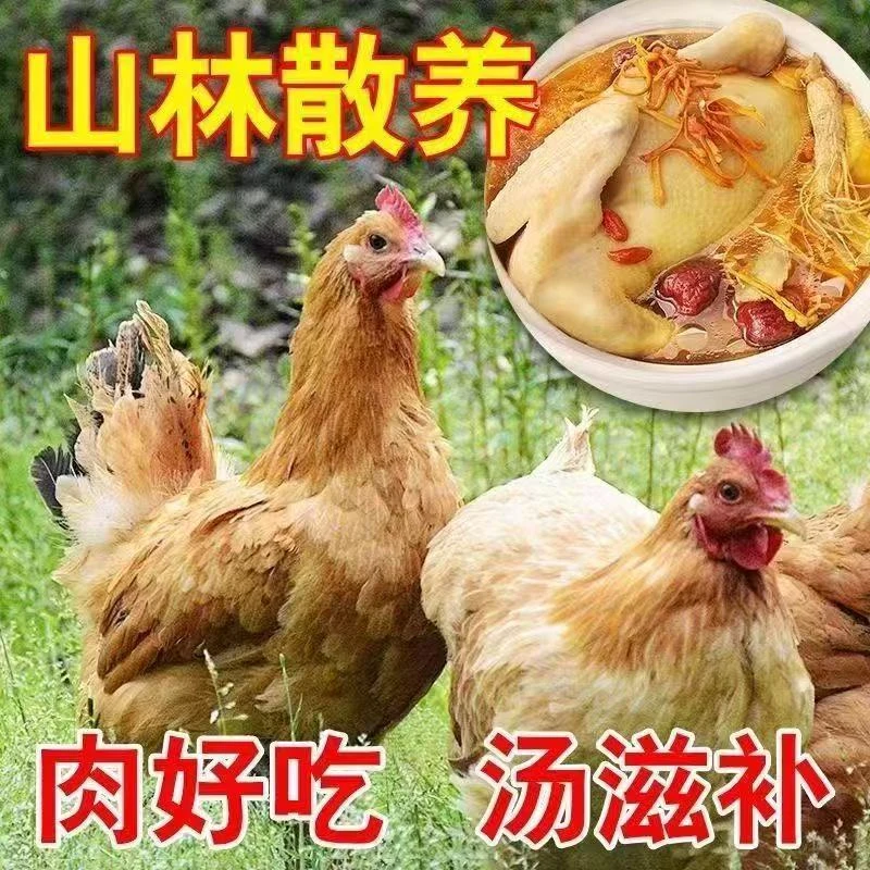 【拍一发三只】整只农家散养两年老母鸡带蛋花黄油内脏