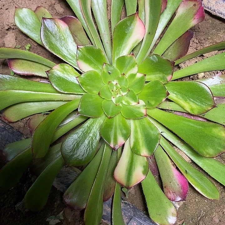 多肉植物保护研究所