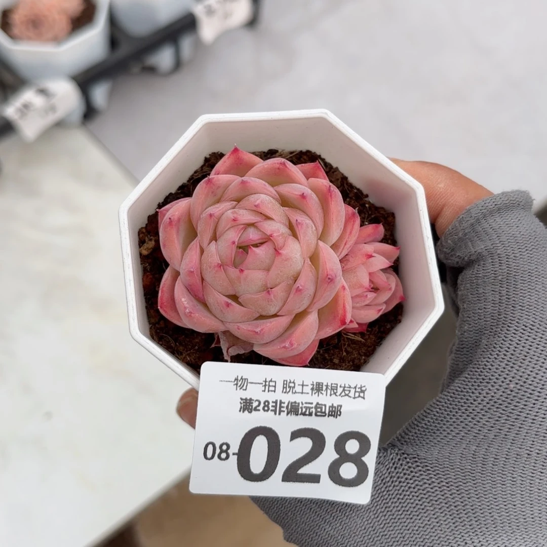 孤星多肉多肉多肉