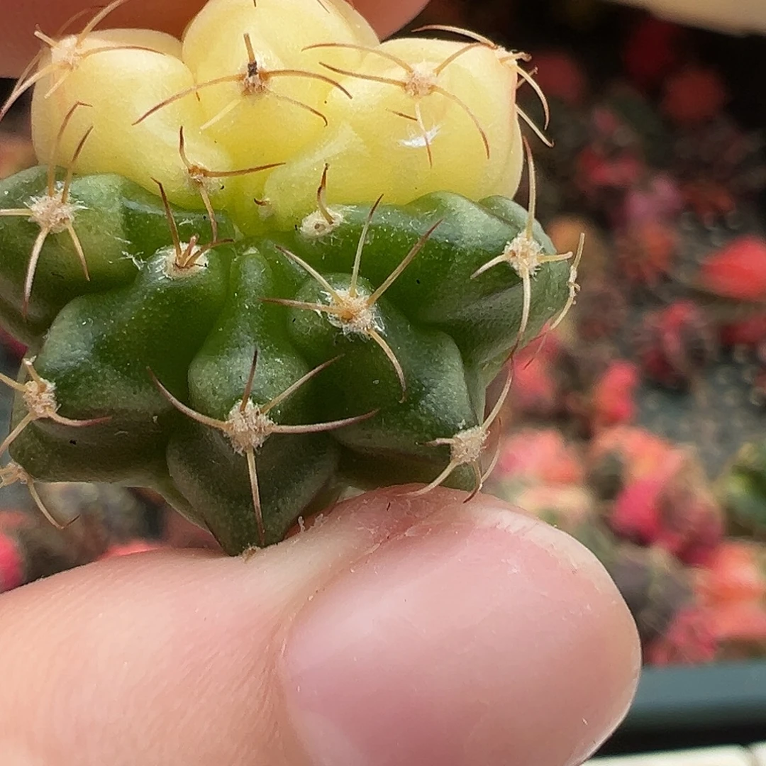 01 好看的米哈冲冲冲