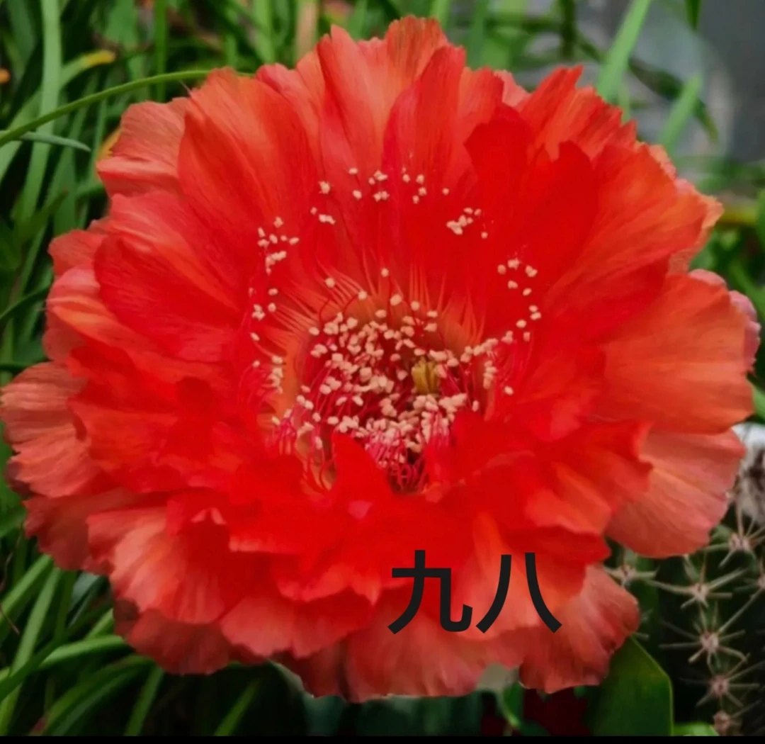新品彩草九八侧芽歪 ，满28米包邮非偏远