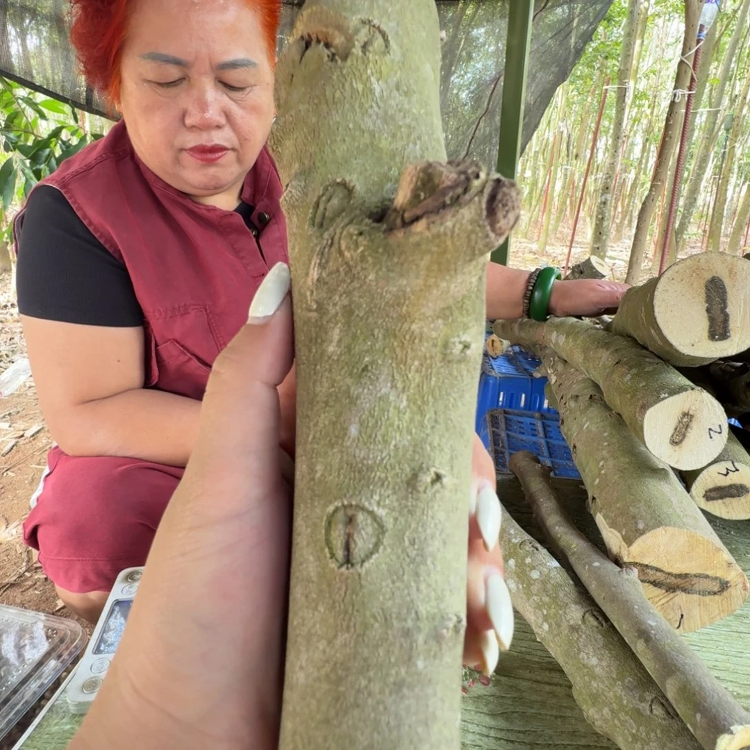 线香奇楠沉香原木