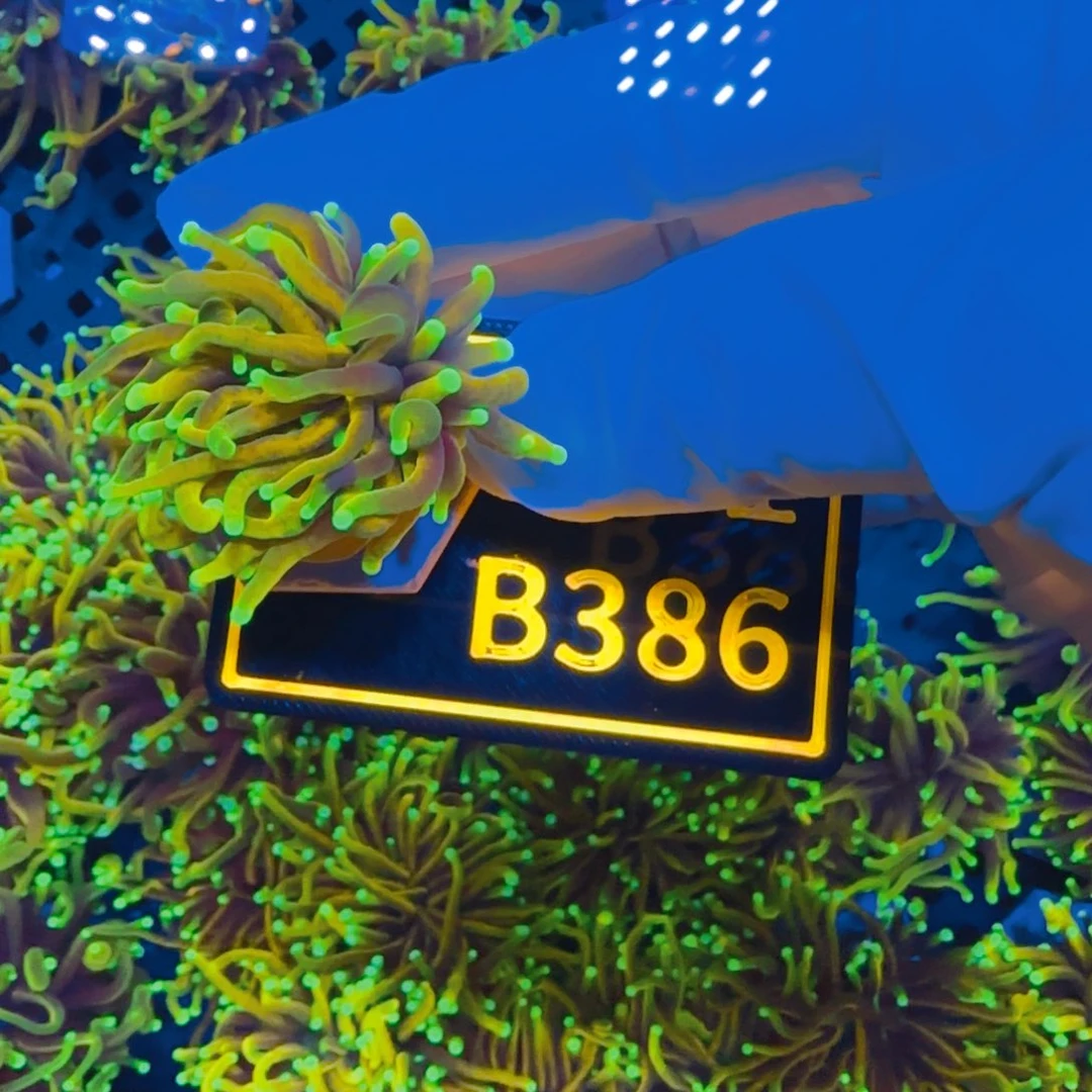 纽扣珊瑚敬*晓晓不包邮龙魂金B386