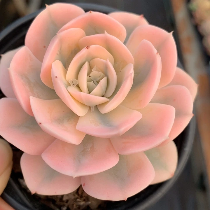 粉鲁氏宽锦多肉植物