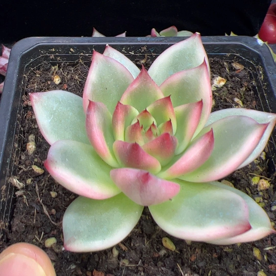 粉壮，多肉植物组合