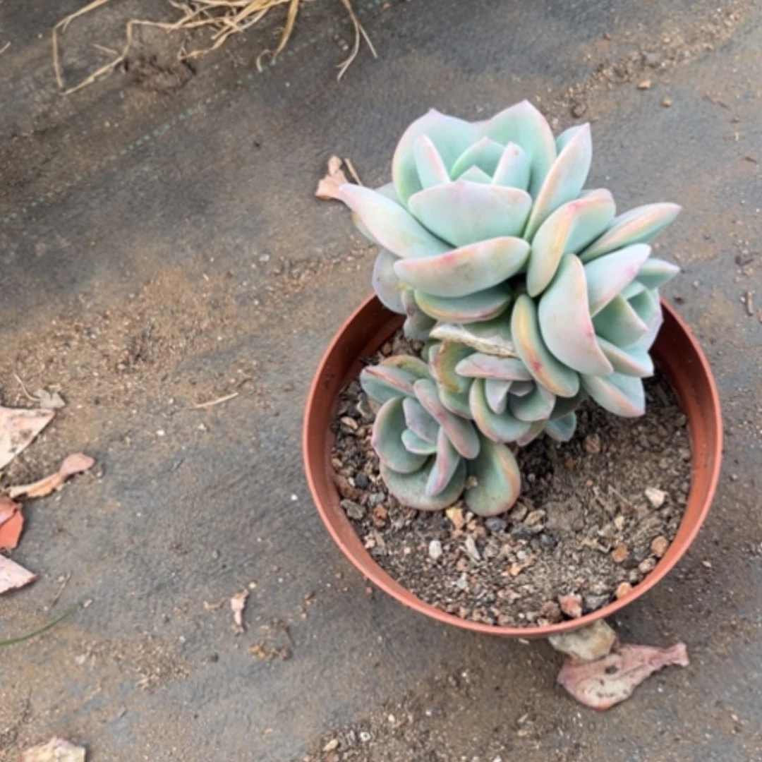 【闪购商品】银*白凤