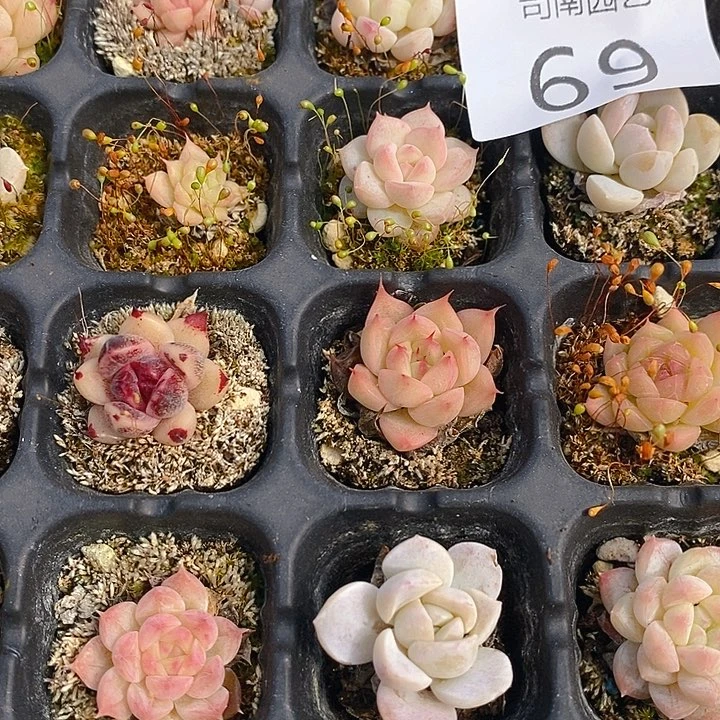 69 多肉植物盆栽花卉植物