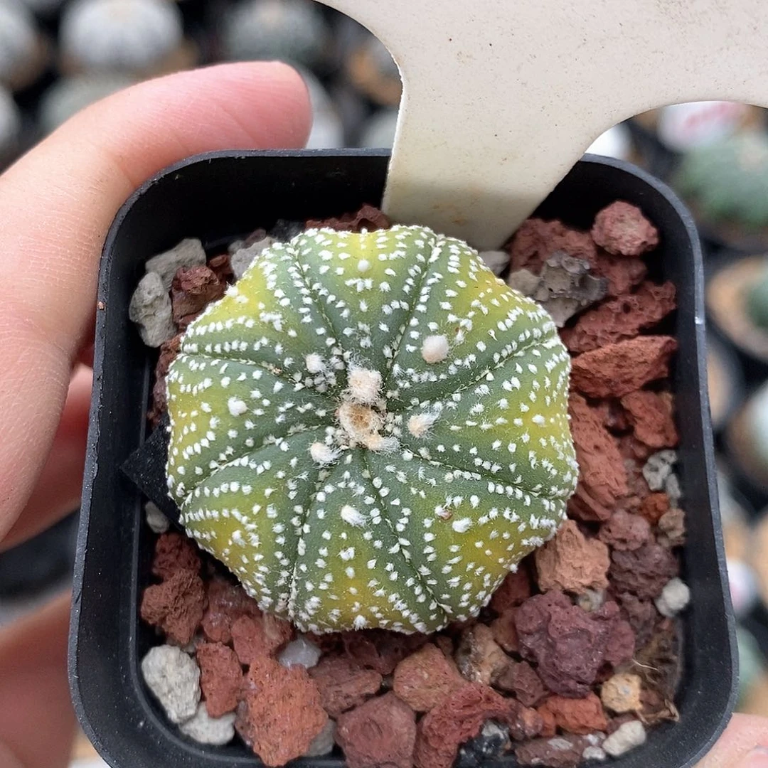 010海星兜系列产品