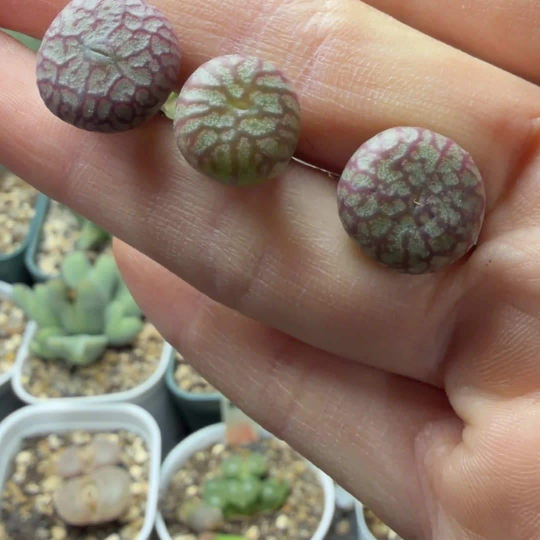 送奶杂3颗福利722号