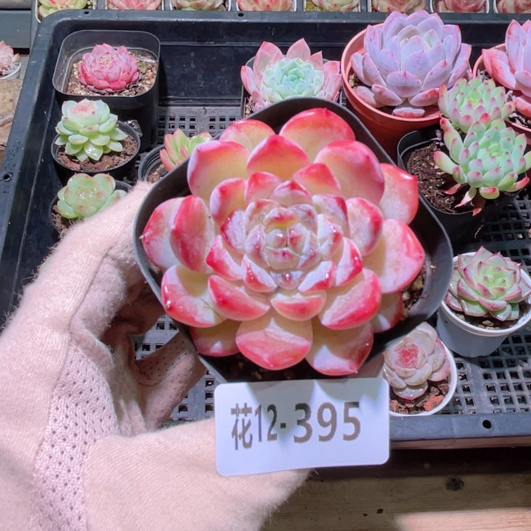 花利美12-395秋池