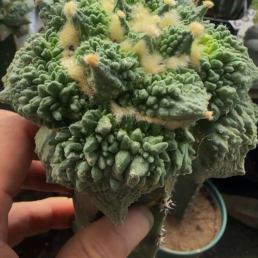 满尤怒487仙人球开花