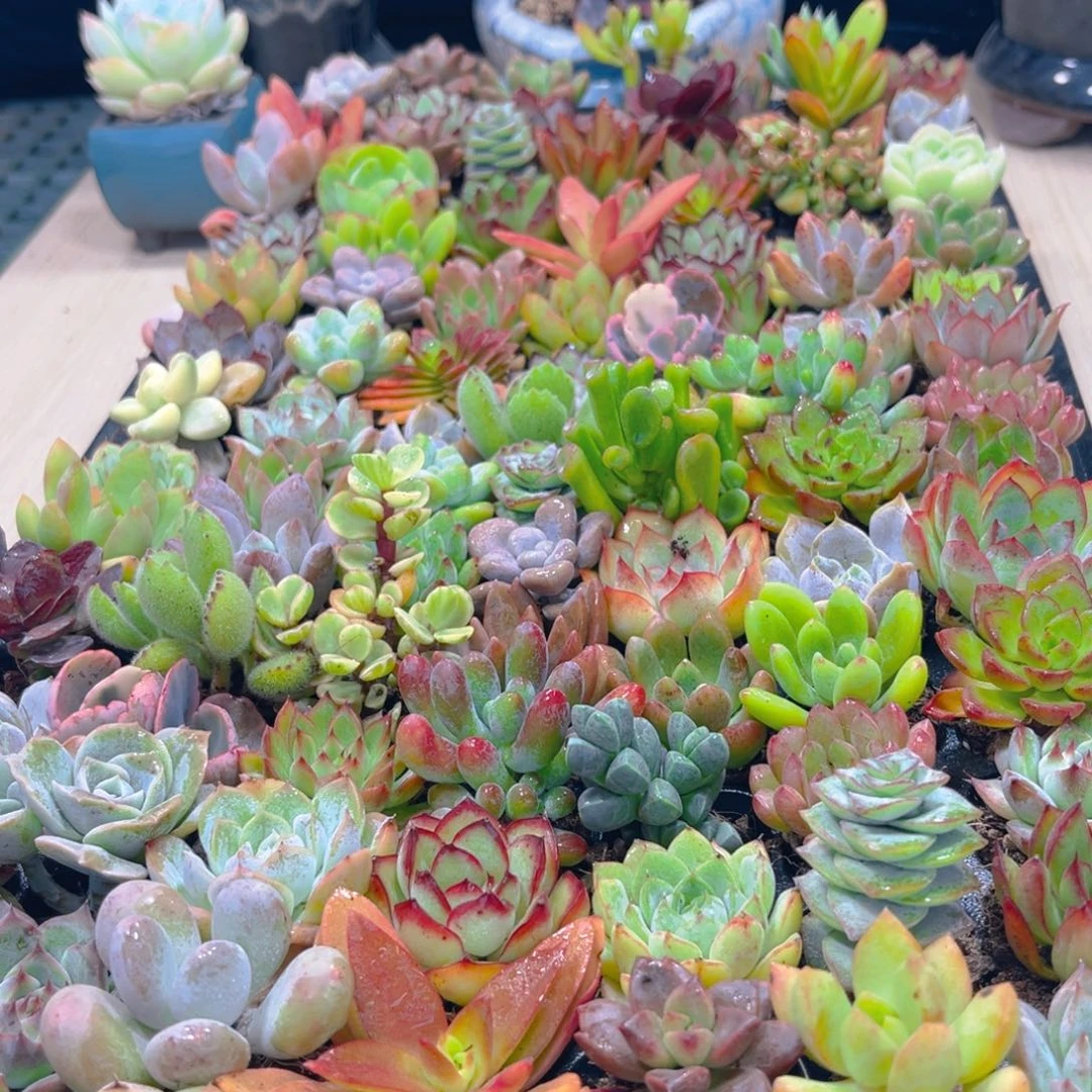 20颗套餐品种不一样送盆土