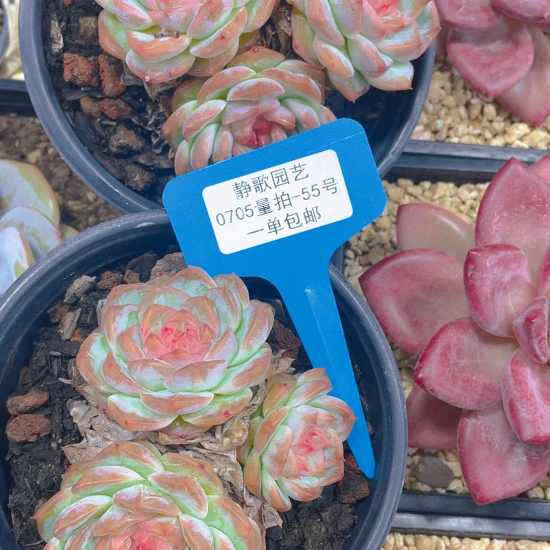 0705-55-白桃汽水群生老桩一颗