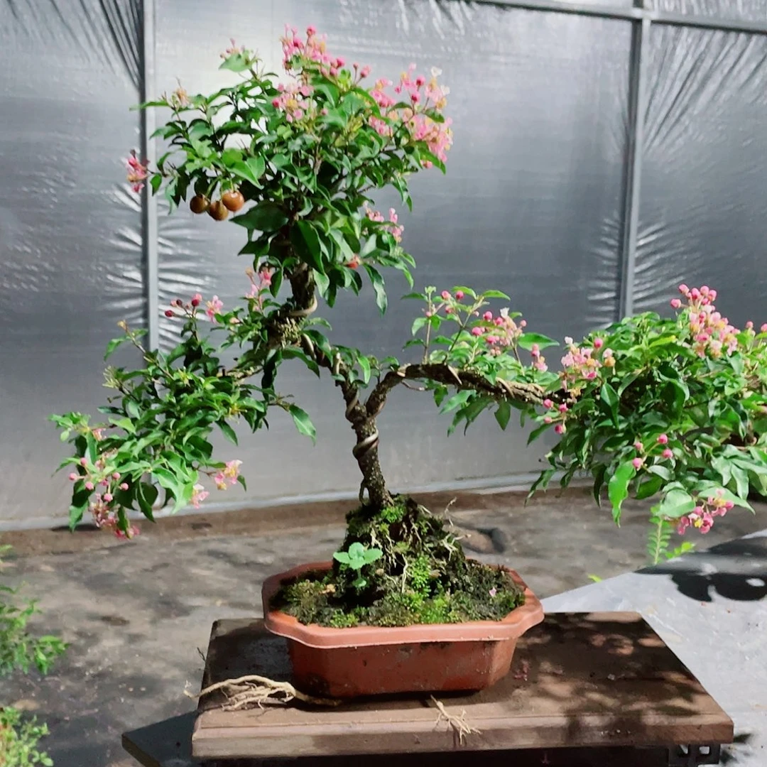 大部分花苞少量开放造型樱花盆景，按图发