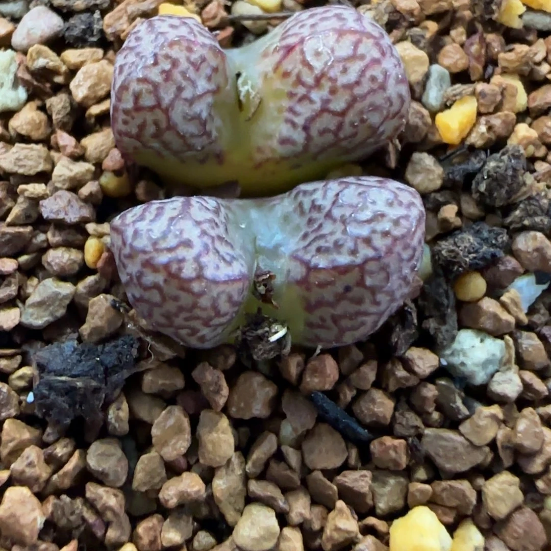 2.7号多肉外播康菩提杂97号