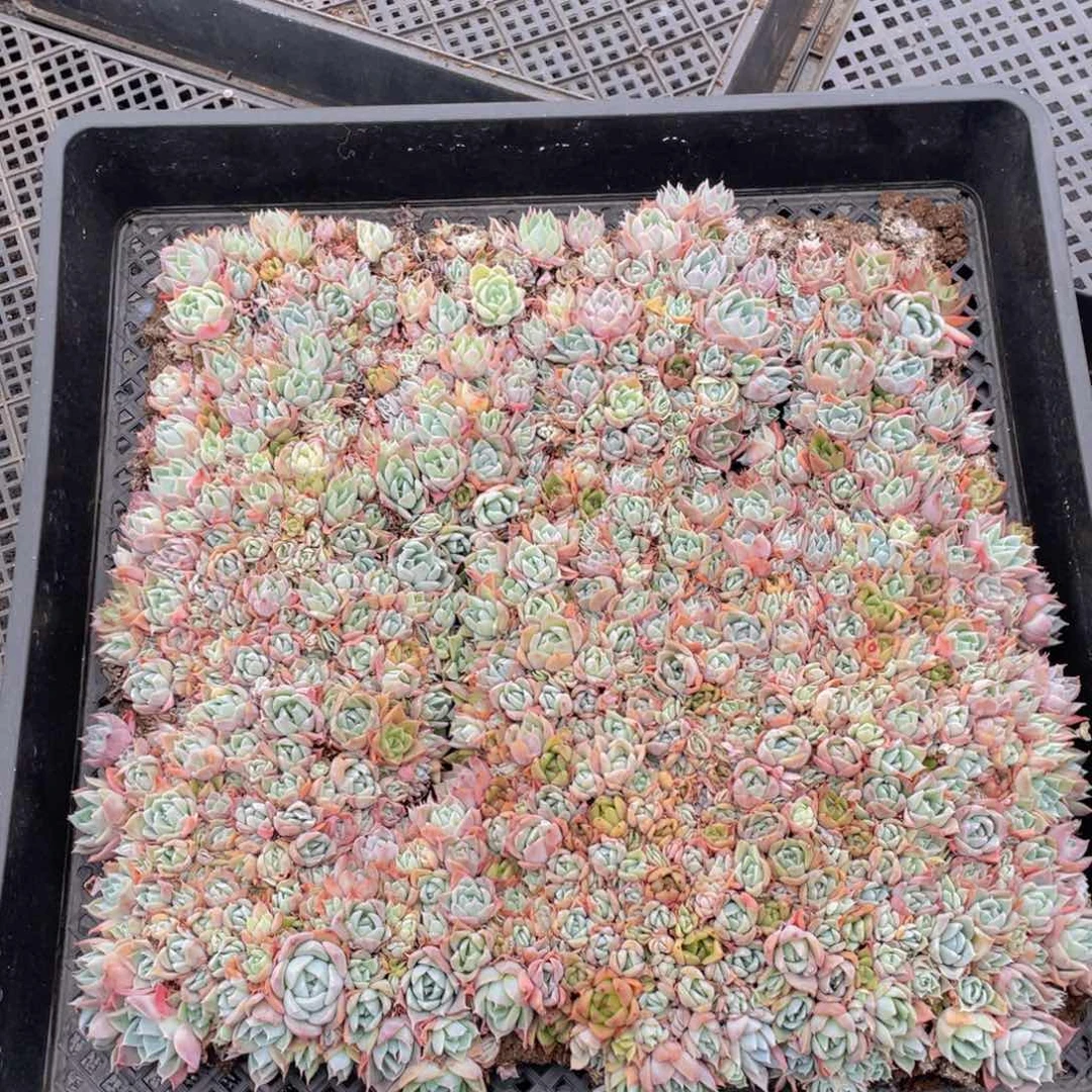 云糖心多肉植物314