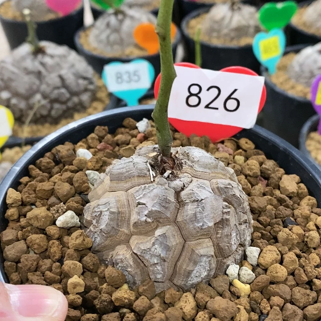 三***匠南非龟甲龙龟甲龙