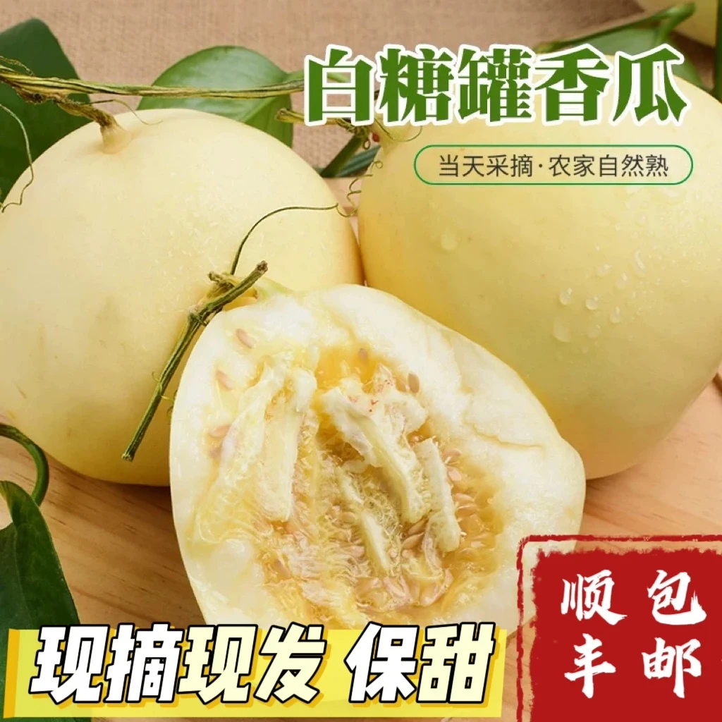 【顺丰包邮】大连小蜜罐白糖罐甜瓜新鲜现摘现发甘甜清脆当季小香瓜