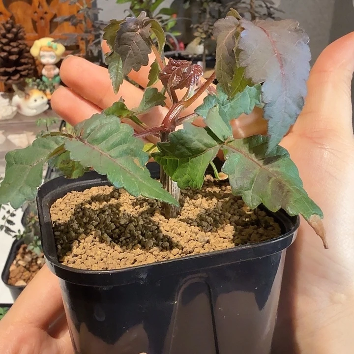 实生秘鲁圣木一物一拍