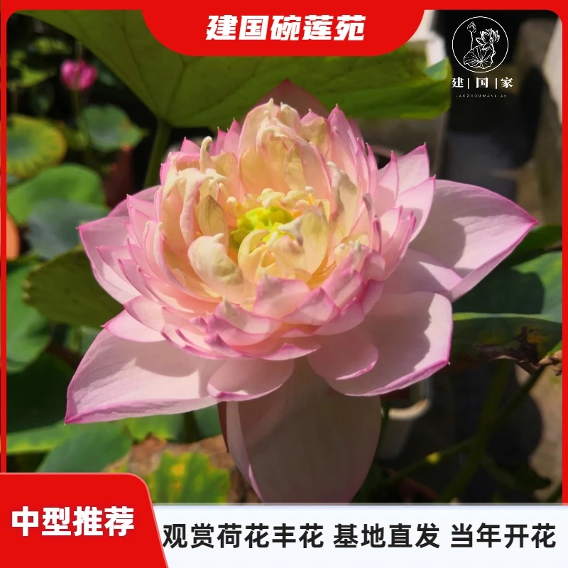 【中型推荐】 观赏丰花碗莲推荐荷花种藕阳台池塘盆栽水培植物基地