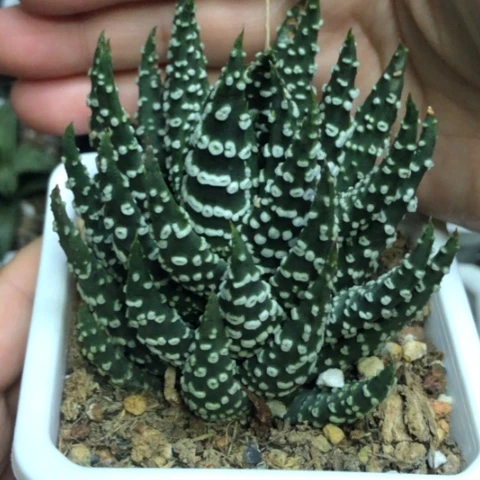 祥云实生硬叶带盆发货