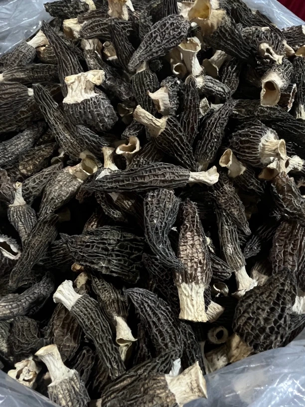 5-8高原红六妹羊肚0306