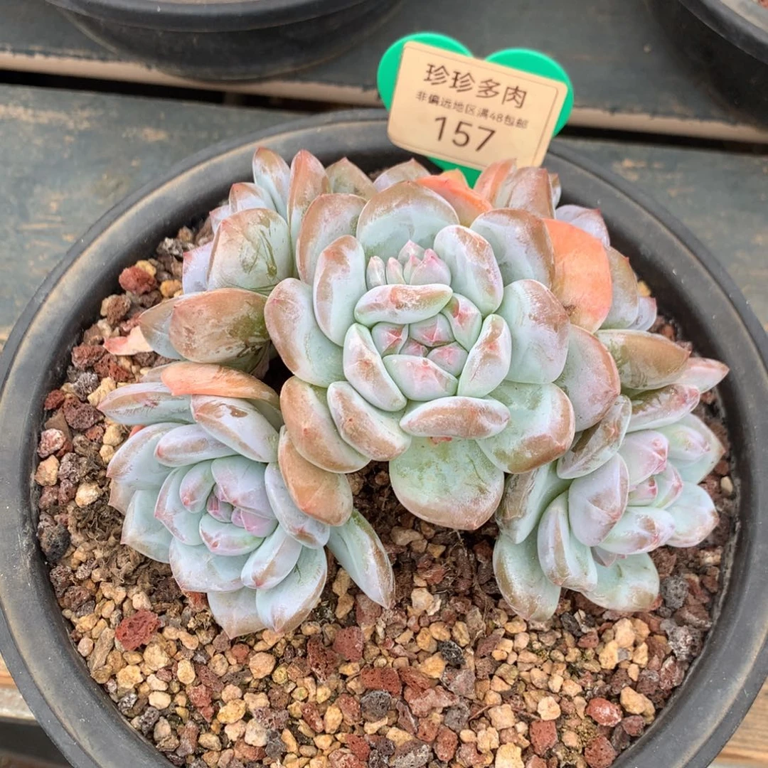 H***H星影老桩无砍补差价157