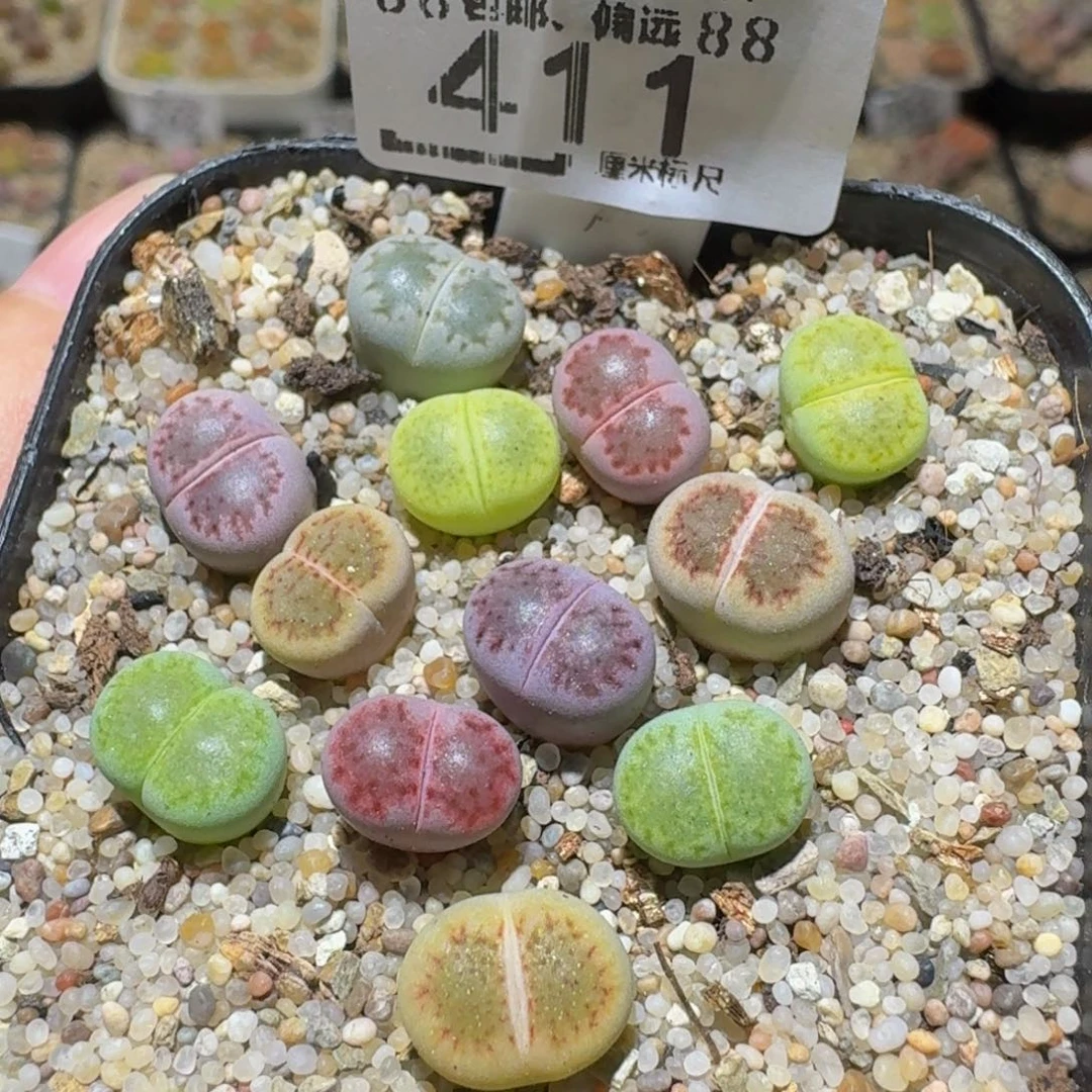Ssss精品生石花411