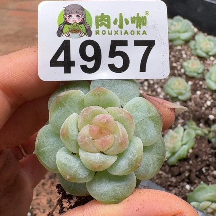 多肉植物多肉植物