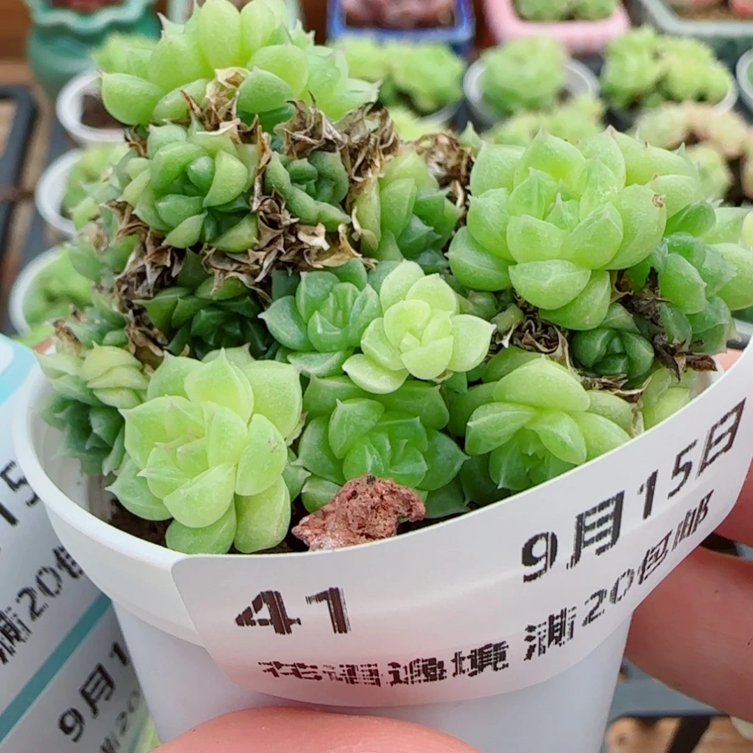 花语逸镜0915-41散