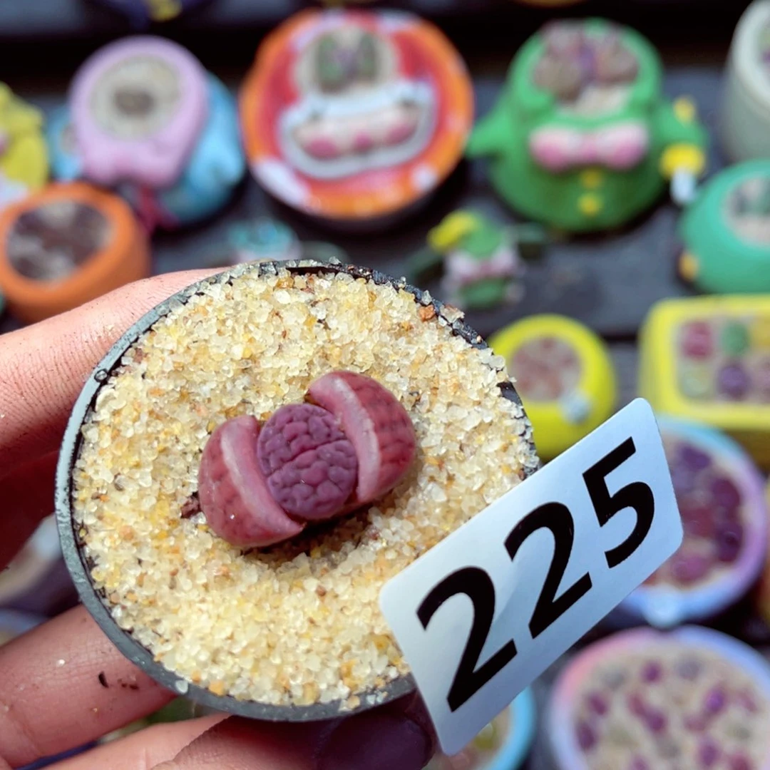 225生石花带盆发