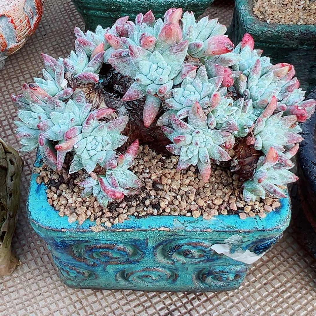 8123拇指杂交仙女杯