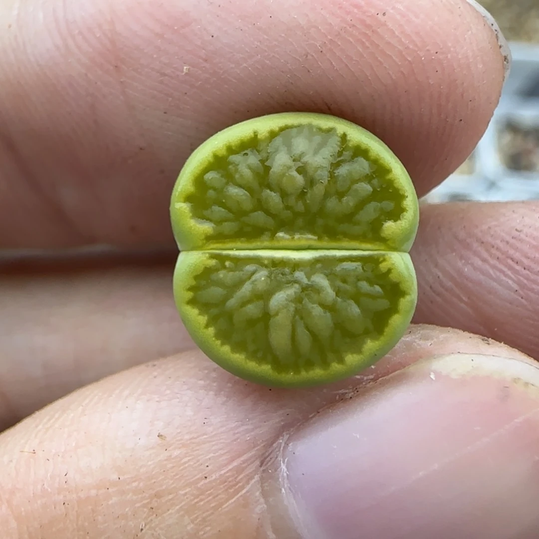680绿菊清框福利30包邮