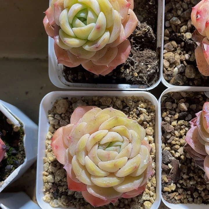 绿神奇3.8带盆土发