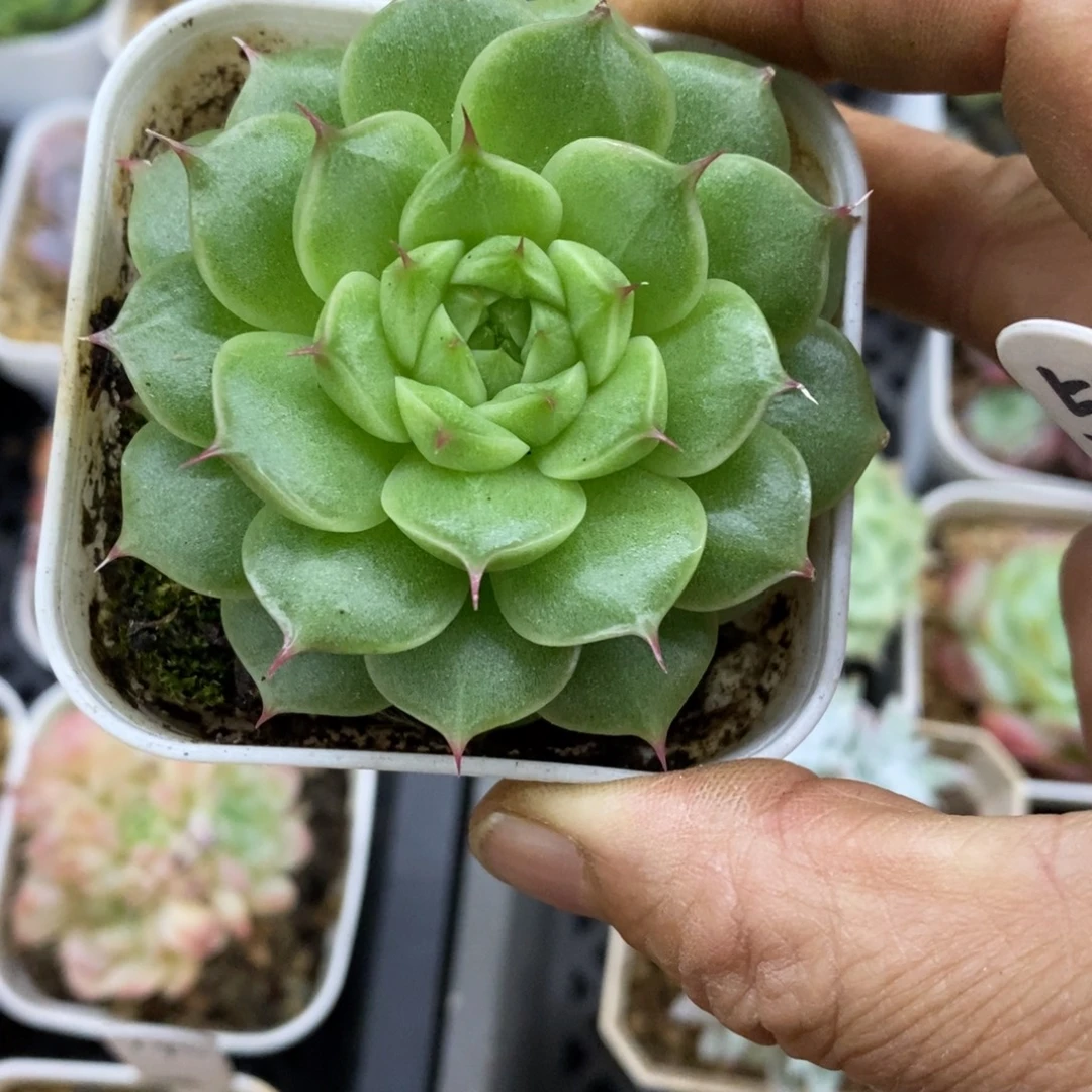 精品多肉一物一拍不包整52