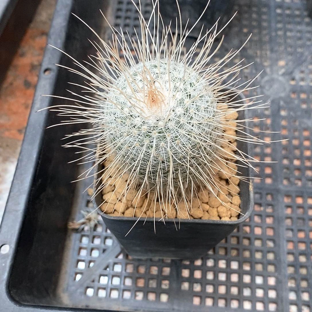 嘟**君长刺白玉兔仙人球