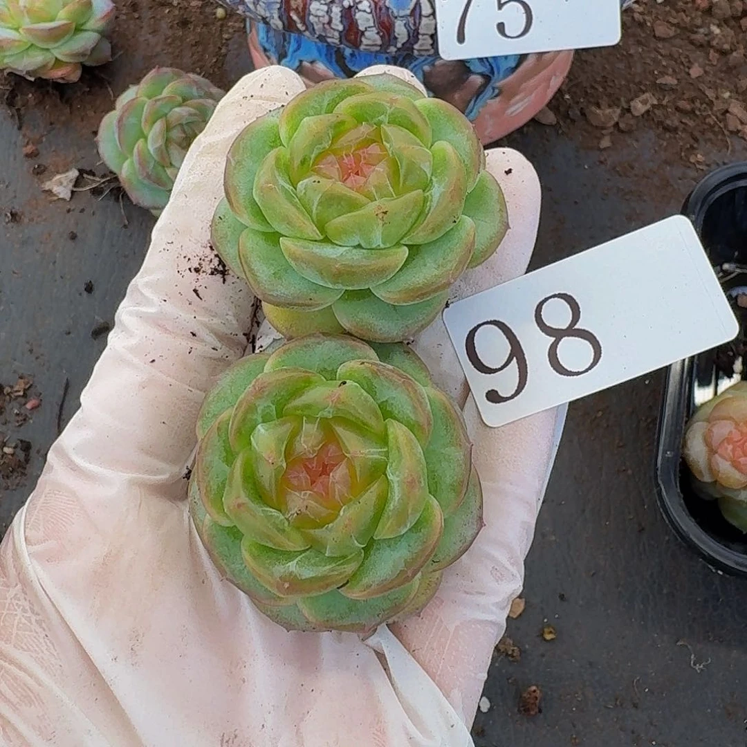 许***后多肉植物多肉植物98