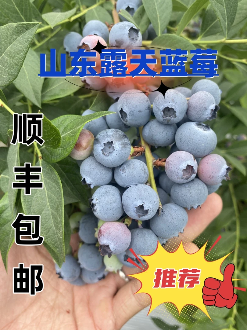【蓝莓大果】现摘现发大果15+露天蓝莓产地直销酸甜适中顺丰包邮