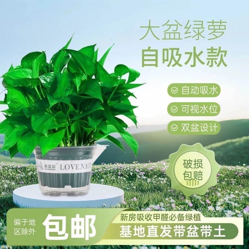（短藤绿箩）绿植盆栽室内绿色加仑盆绿萝基地四季常青好养易活