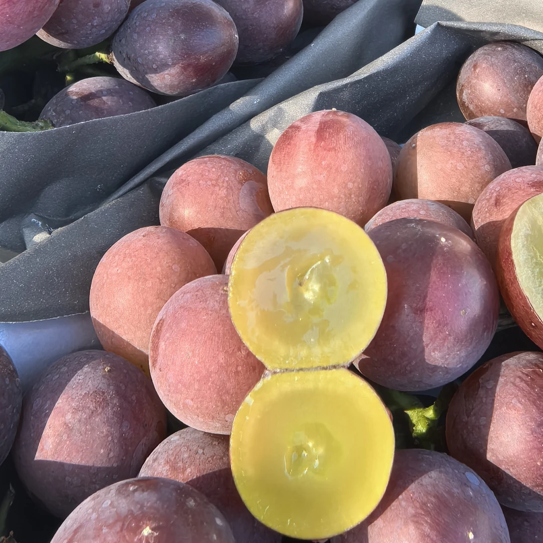 辽峰葡萄产地直发（标准大果） 冰糖炸弹 纯甜无籽 京东发货