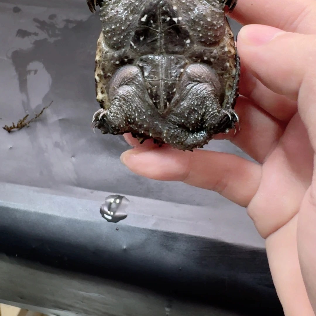 小鳄龟公母搭配44