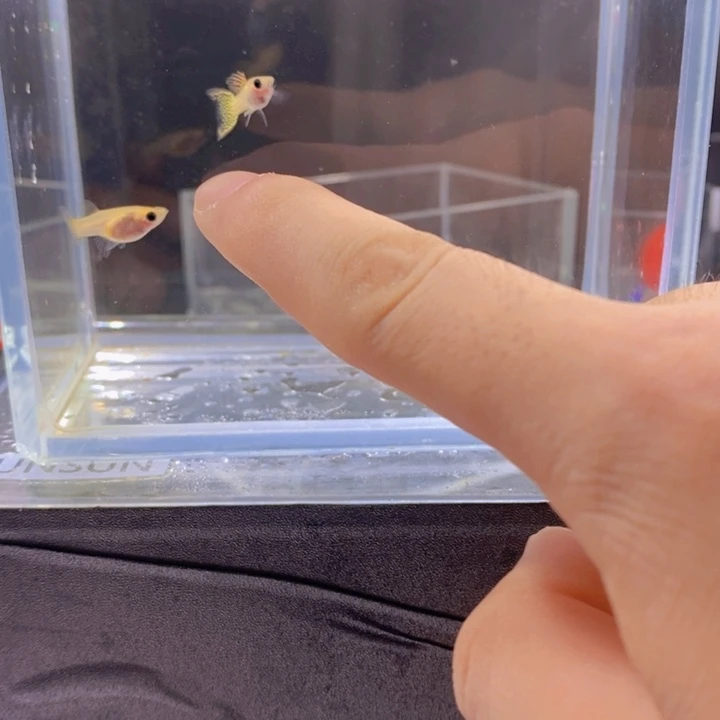 孔雀鱼孔雀鱼黄蕾丝双剑玻璃猫