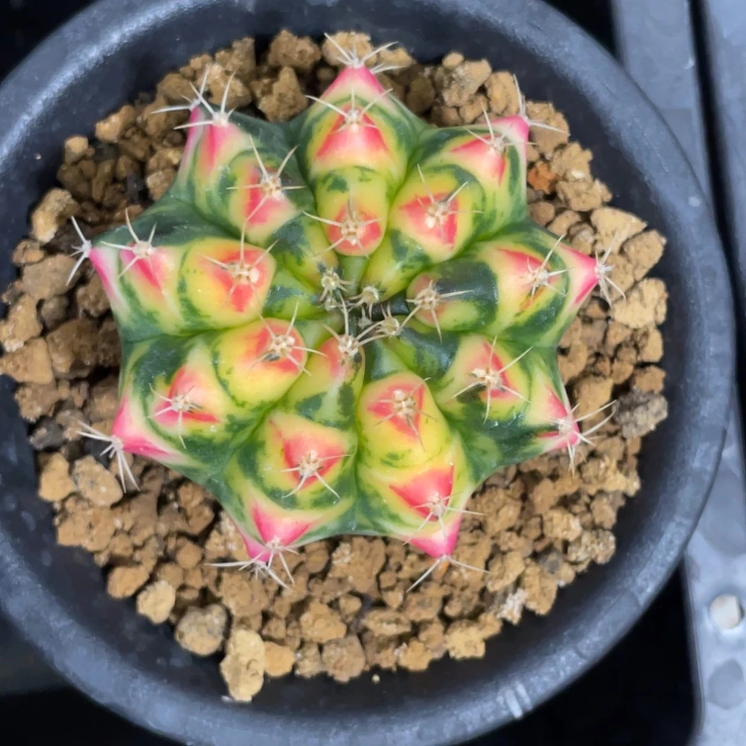 当前无花朵，栽培后可花朵粉色珍珠