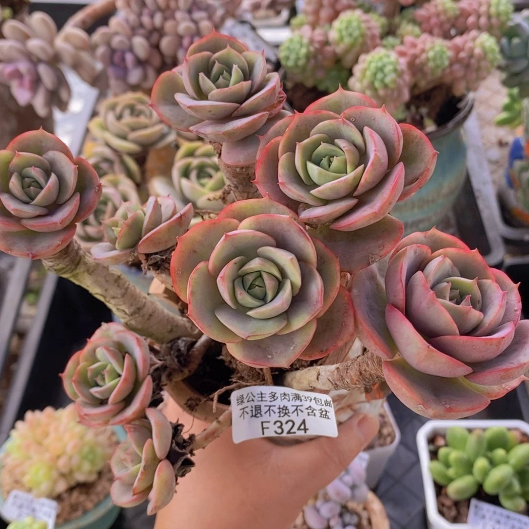 蓝色苍鹭老桩324多肉植物