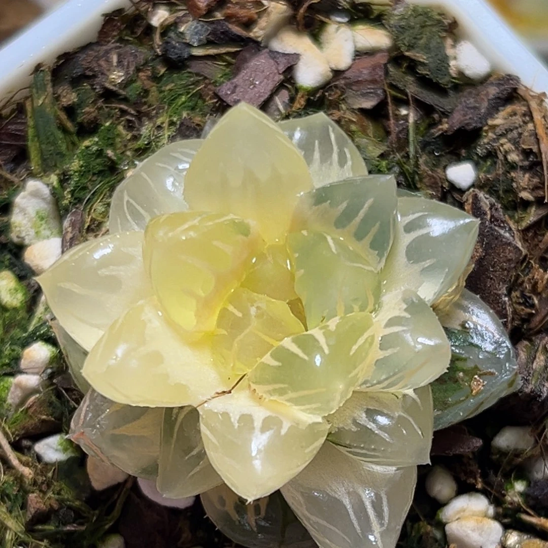 恭喜发财大吉大利0094