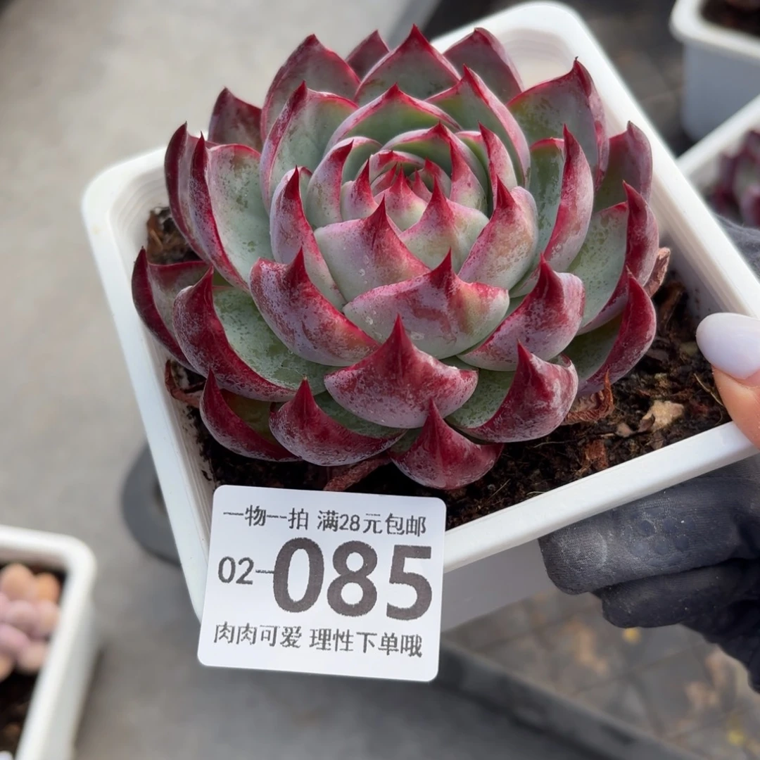 惊鸿无盆土发货无盆土发货无