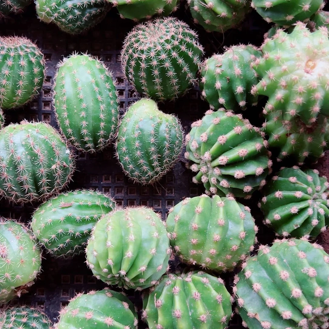 丽花盲盒 15个花色 不标注名字