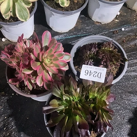 246多肉缀化组合3颗